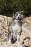 AKITA INU 235